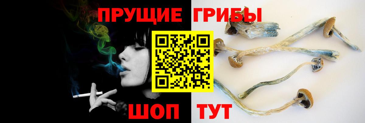 Псилоцибиновые грибы мицелий Краснознаменск